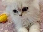 Котята,персы - шиншиллы классические