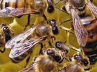Пчелы карника с ульями