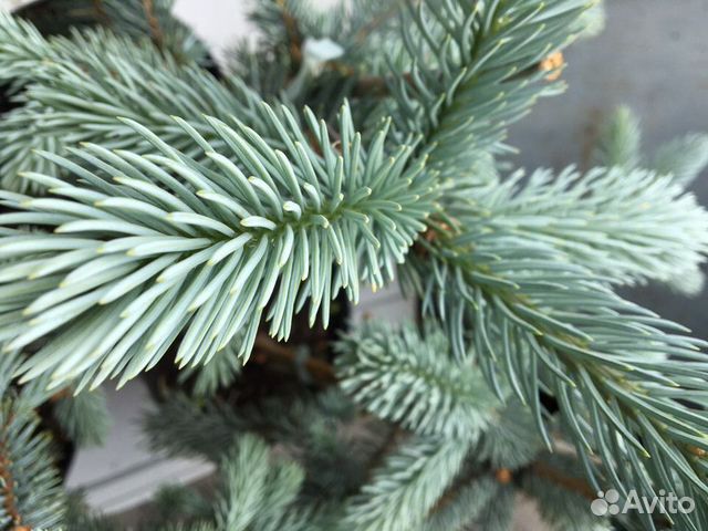 Голубые ели, Туй, Сосны, можжевельники