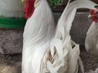 Инкубационное яйцо, цыплята породных кур объявление продам