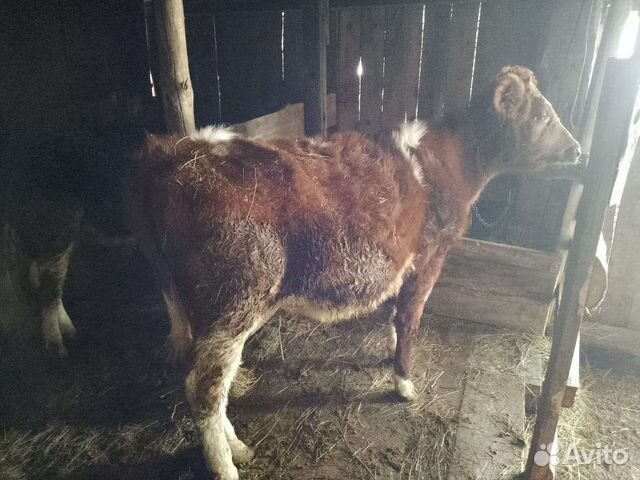 Сельхоз животные на доращивание живым весом купить в Новониколаевском ...