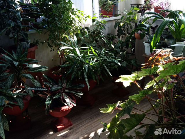 Детки домашних растений