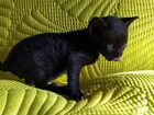 Чёрный тюльпан котик с документами