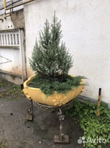 Цветочная клумба