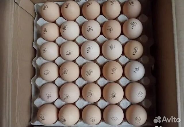 Инкубационное яйцо бройлера Кобб 500