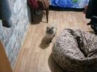 Тайский котик на вязку объявление продам