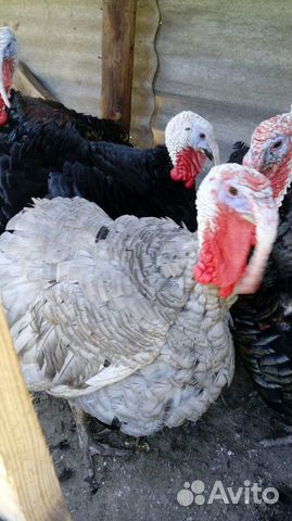 Индюки подрощенные