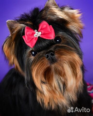 Йоркширский терьер вязка суперМини супер курносый