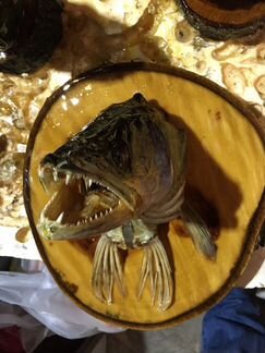 Чучело из голов рыб