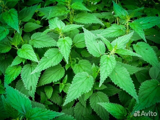 Крапива семена