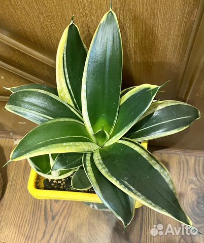 Сансевиерия Ханни сильвер,крео,гилд эдж,жадэ