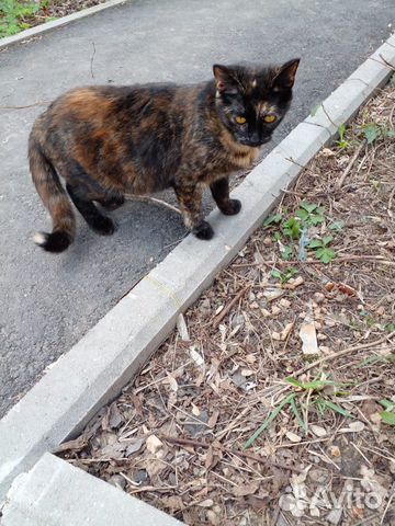 Кошечка черепаховая