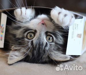 Домашняя передержка кошек