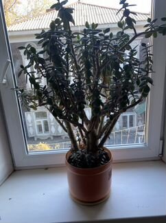 Толстянка (денежное дерево) взрослое