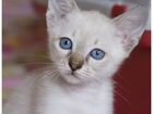 Тайские котята в добрые руки объявление продам