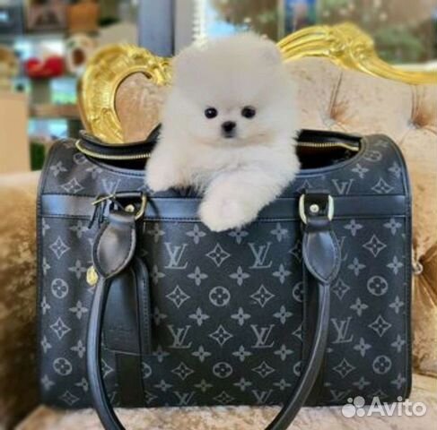 Микро и Мини Мишки