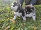 Чистокровные щенки сибирский хаски объявление продам