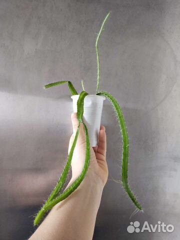 Гилоцереус ундатус