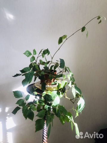 Циссиус (березка)