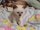 Продам сиамского котёнка (1 месяц отроду)