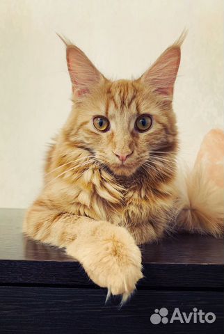 Передержка животных Славянка/Пушкин/Павловск/Колпи