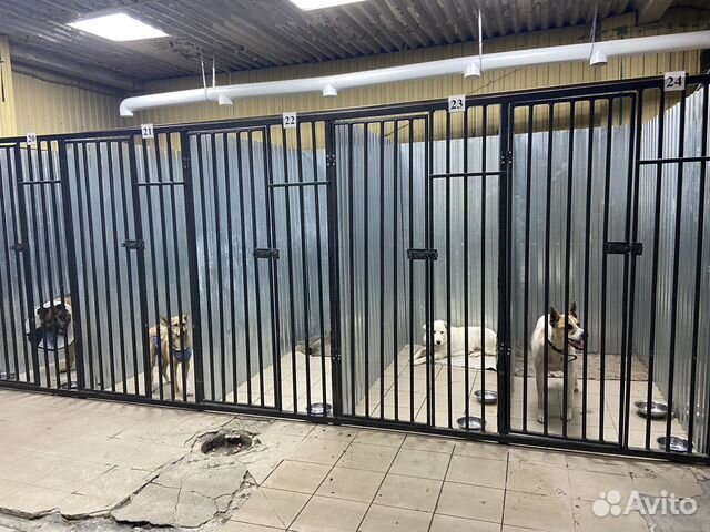 Передержка животных