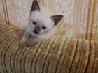Сиамская котенок объявление продам