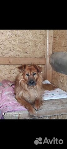 Собака Рыжик пушистик ищет дом и своего человека