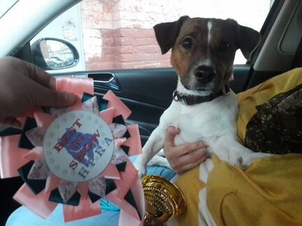 Вязка Джек рассел терьер