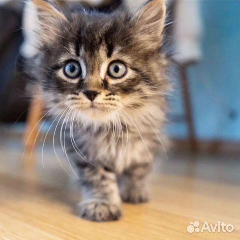 Котята разных окрасов в добрые руки