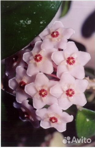 Хойя. Руэлия. Колумнея. Клеродендрум. Белопероне