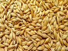 Ячмень, пшеница