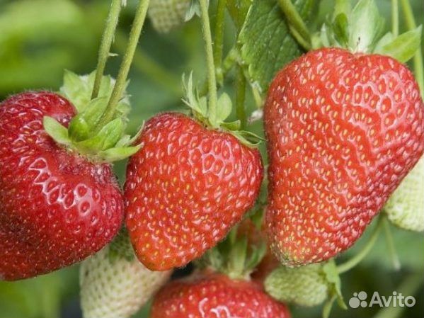 Усы клубники