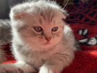 Шотландские чистокровные котята объявление продам