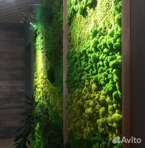 Фитостена и панно из стабилизированного мха
