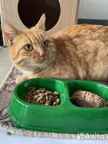 Рыжая кошечка