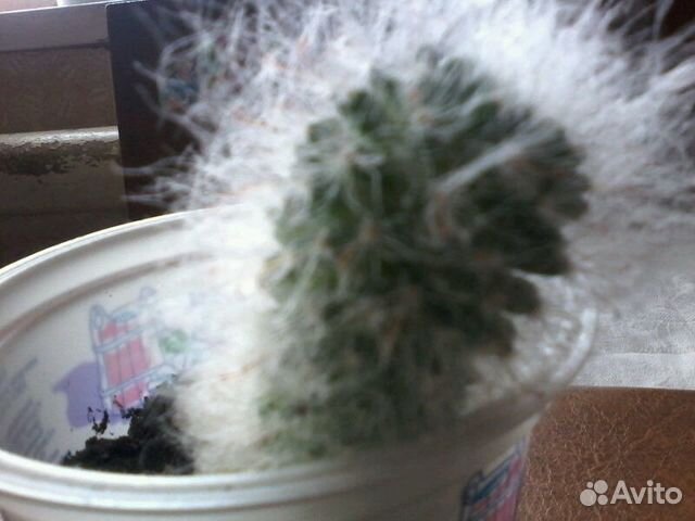 Пушистый кактус