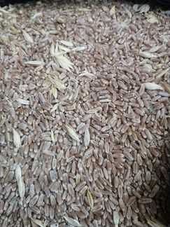 Зерно,пшеница, ячмень, кукуруза, овёс, соя, горох