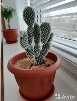 Опунция Микродазис Альбата