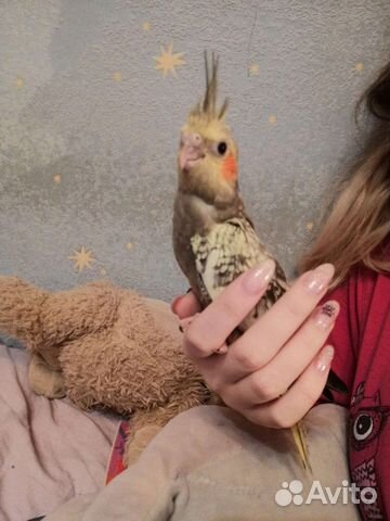 Попугаи Корелла молодые