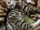 Продается Бенгальский котенок объявление продам