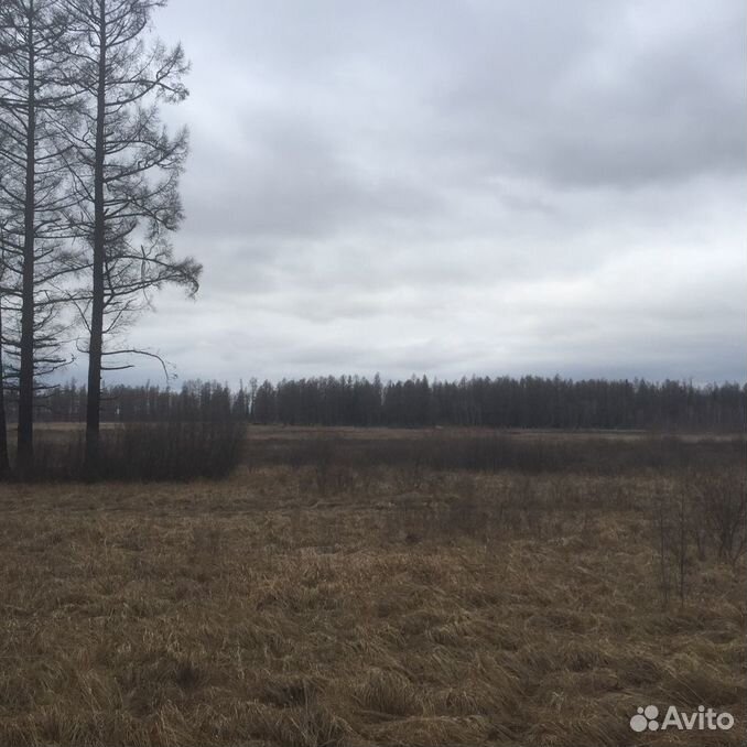 Продам угодья. Половское Рязанская область. Озеро Половское Рязанская область фото.