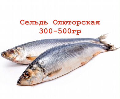 Сельдь Свежемороженая. Крупная. Свежий вылов