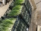 Запуск фермы зеленого лука на перо объявление продам