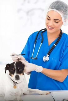 Услуги Квалифицированного Ветеринарного врача