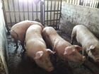 Мясо свинины (дюрок ландрас) живой вес объявление продам
