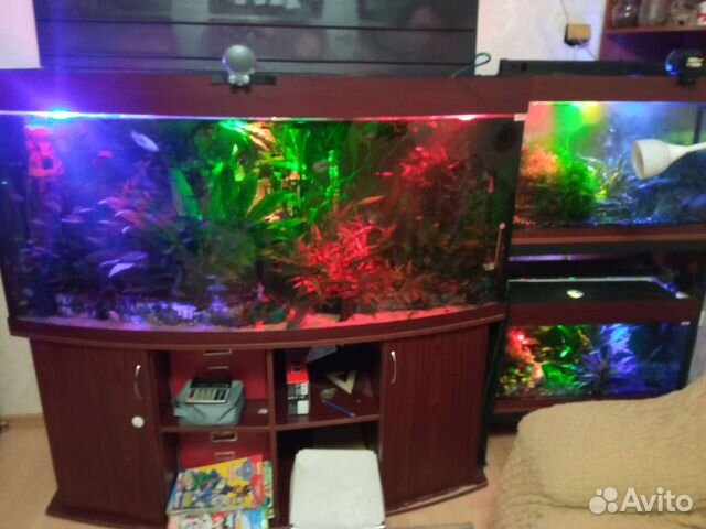 Креветки, рыбки, растения