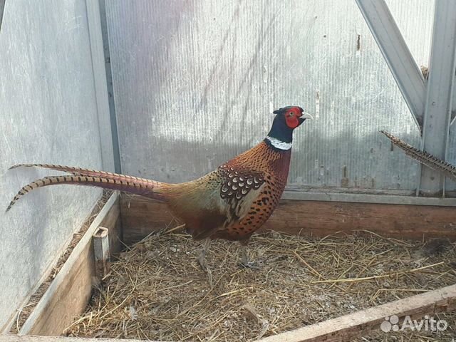 Фазан серебряный, фазан охотничий