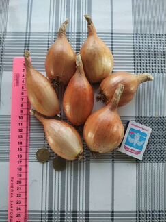 Лук-Шалот Чеснок Почтой домашний