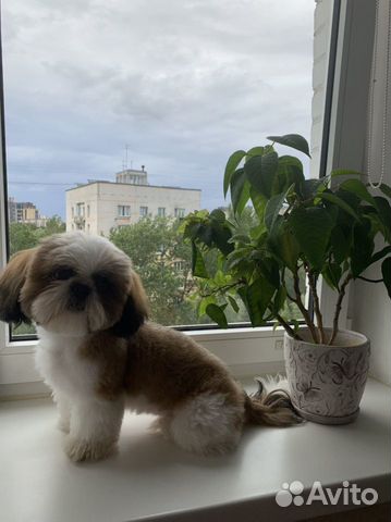 Ши-тцу вязка